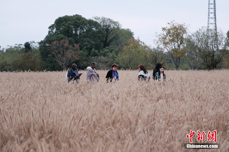 浙江杭州：国际考古学家走进良渚 共探中华文明起源