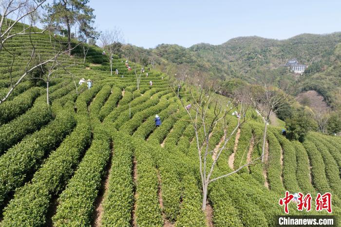浙江湖州：茶园采茶、赏茶两热
