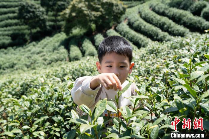 浙江湖州：茶园采茶、赏茶两热